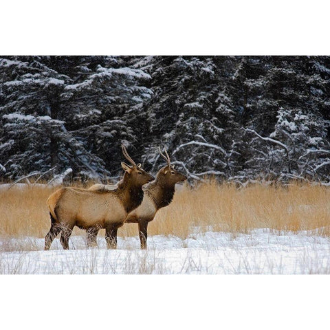 Canada-Alberta-Banff National Park Female elks in snowy field Black Modern Wood Framed Art Print by Jaynes Gallery