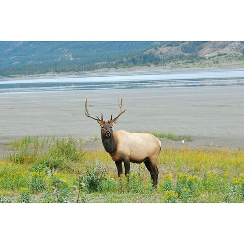 Canada-Alberta-Jasper National Park Male elk in field Black Modern Wood Framed Art Print by Jaynes Gallery