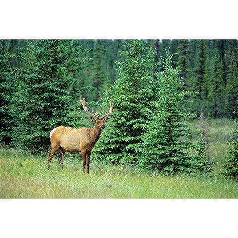 Canada-Alberta-Jasper National Park Male elk in field Black Modern Wood Framed Art Print by Jaynes Gallery