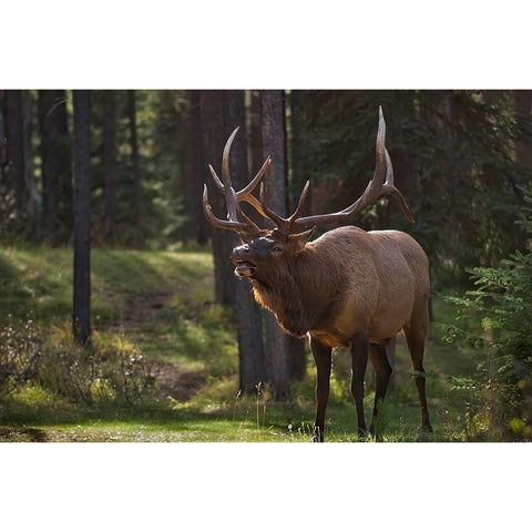 Canada-Alberta-Jasper National Park Male elk calling Black Modern Wood Framed Art Print by Jaynes Gallery