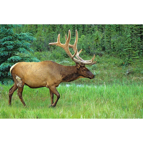 Canada-Alberta-Jasper National Park Male elk walking Black Modern Wood Framed Art Print by Jaynes Gallery