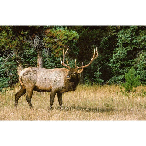 Bull elk with huge rack-Banff National Park-Canada Black Modern Wood Framed Art Print with Double Matting by Garber, Howie