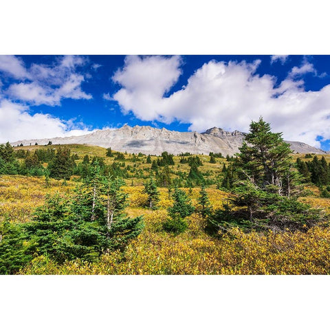 Nigel Peak from Wilcox Ridge-Columbia Icefields-Jasper National Park-Alberta-Canada White Modern Wood Framed Art Print by Bishop, Russ