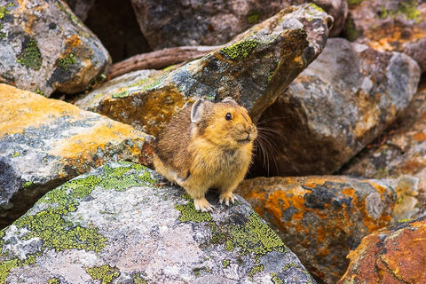 American Pika-Ochotona princeps-Jasper National Park-Alberta-Canada Black Ornate Wood Framed Art Print with Double Matting by Bishop, Russ