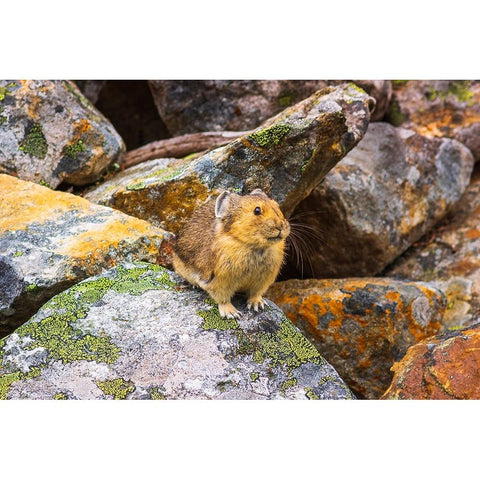 American Pika-Ochotona princeps-Jasper National Park-Alberta-Canada Black Modern Wood Framed Art Print with Double Matting by Bishop, Russ