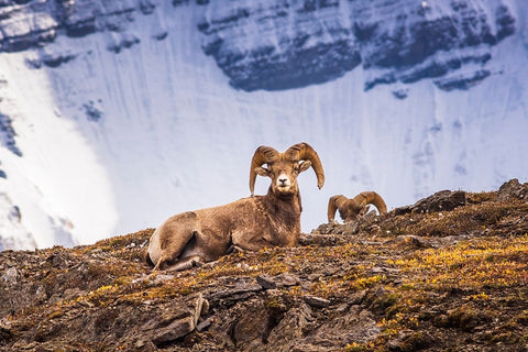 Bighorn rams on Wilcox Ridge under Mount Athabasca-Jasper National Park-Alberta-Canada Black Ornate Wood Framed Art Print with Double Matting by Bishop, Russ