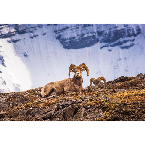 Bighorn rams on Wilcox Ridge under Mount Athabasca-Jasper National Park-Alberta-Canada Black Modern Wood Framed Art Print with Double Matting by Bishop, Russ