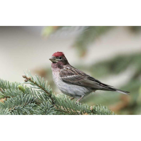 Canada, BC, Kamloops Cassins finch in a pine Gold Ornate Wood Framed Art Print with Double Matting by Morris, Arthur