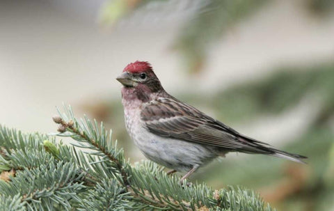 Canada, BC, Kamloops Cassins finch in a pine Black Ornate Wood Framed Art Print with Double Matting by Morris, Arthur