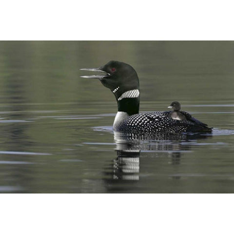 Canada, BC, Kamloops Common loon with chick Gold Ornate Wood Framed Art Print with Double Matting by Morris, Arthur