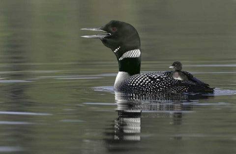 Canada, BC, Kamloops Common loon with chick Black Ornate Wood Framed Art Print with Double Matting by Morris, Arthur