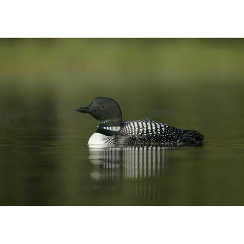 Canada, BC, Kamloops Portrait of common loon Gold Ornate Wood Framed Art Print with Double Matting by Morris, Arthur