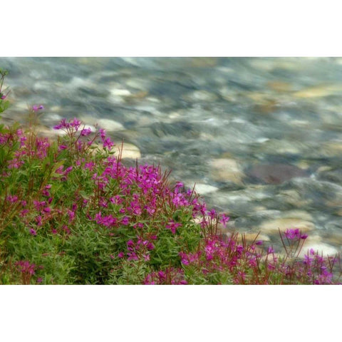 Canada, Kootenay NP Fireweed grows by stream White Modern Wood Framed Art Print by Paulson, Don