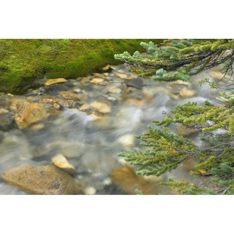 Canada, BC, Yoho NP Stream and pine branches Gold Ornate Wood Framed Art Print with Double Matting by Paulson, Don