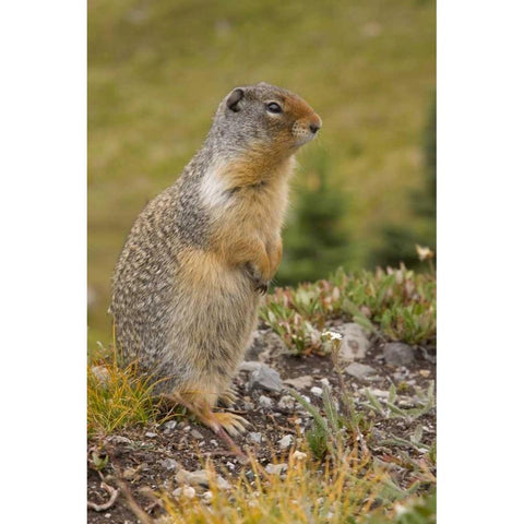 Canada, BC, Banff NP Columbian ground squirrel Black Modern Wood Framed Art Print by Paulson, Don