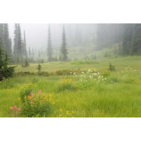 Canada, BC, Revelstoke NP Misty meadow scenic Black Modern Wood Framed Art Print by Paulson, Don