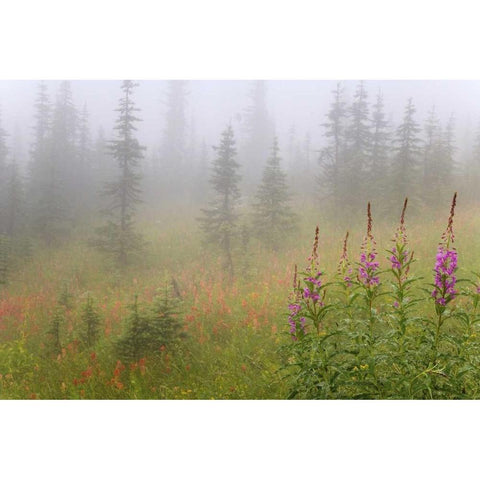 Canada, BC, Revelstoke NP Misty meadow scenic Black Modern Wood Framed Art Print by Paulson, Don