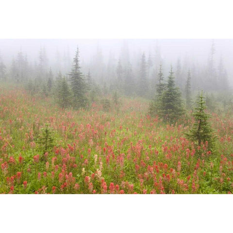 Canada, BC, Revelstoke NP Misty meadow scenic Black Modern Wood Framed Art Print by Paulson, Don