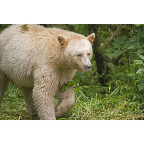 Canada, BC, Princess Royal Island Spirit Bear Black Modern Wood Framed Art Print by Paulson, Don