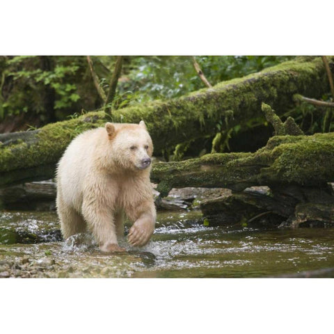 Canada, BC, Princess Royal Island Spirit Bear Black Modern Wood Framed Art Print by Paulson, Don