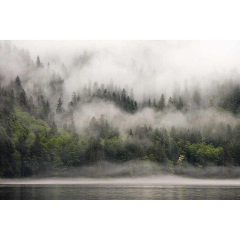 Canada, BC, Fog-shrouded forest by ocean inlet Black Modern Wood Framed Art Print by Paulson, Don