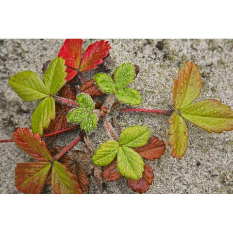 Canada, BC, Calvert Island Beach strawberry Black Modern Wood Framed Art Print by Paulson, Don