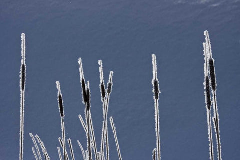 Canada, BC Bulrushes coated with hoar frost Black Ornate Wood Framed Art Print with Double Matting by Young, Bill