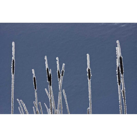 Canada, BC Bulrushes coated with hoar frost Black Modern Wood Framed Art Print by Young, Bill