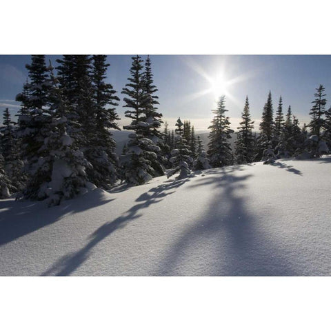 Canada, BC, Smithers Snow-laden spruce trees White Modern Wood Framed Art Print by Young, Bill