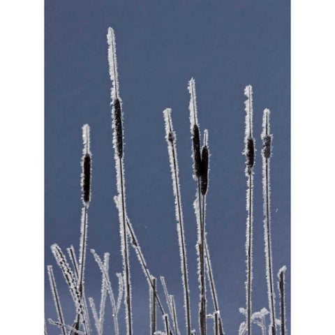 Canada, BC Bulrushes coated with hoar frost Black Modern Wood Framed Art Print with Double Matting by Young, Bill