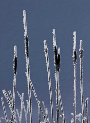 Canada, BC Bulrushes coated with hoar frost White Modern Wood Framed Art Print with Double Matting by Young, Bill