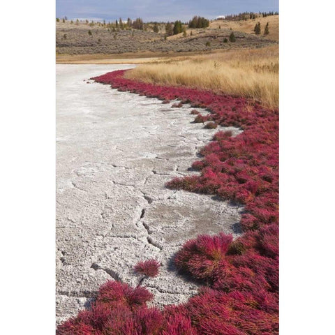 Canada, BC, Kamloops Grass and dried lake bed Black Modern Wood Framed Art Print by Paulson, Don