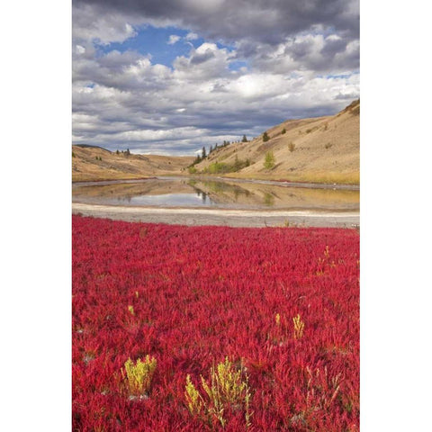 Canada, Kamloops, Lac Du Bois Grasslands Park Black Modern Wood Framed Art Print by Paulson, Don