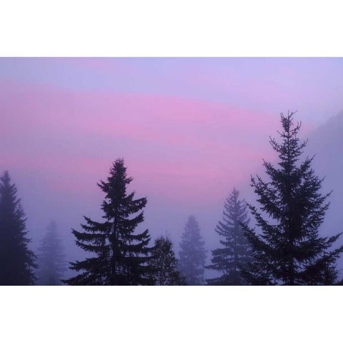 Canada, BC, Mt Robson PP Foggy sunrise scenic Black Modern Wood Framed Art Print by Paulson, Don