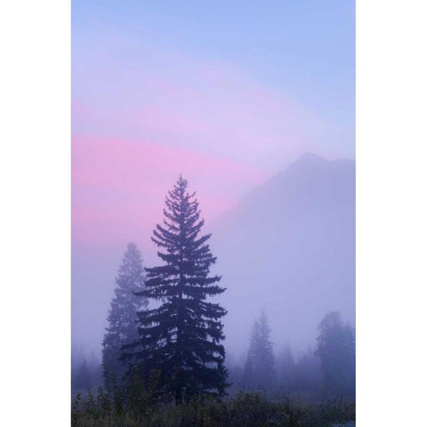 Canada, BC, Mt Robson PP Foggy sunrise scenic Black Modern Wood Framed Art Print by Paulson, Don