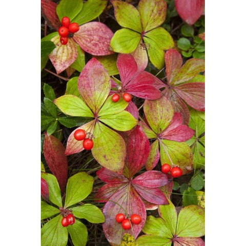 Canada, BC, Mount Robson PP Bunchberry leaves Black Modern Wood Framed Art Print by Paulson, Don