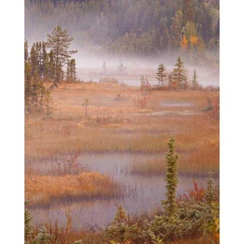 Canada, BC, Mount Robson PP Wetlands in autumn Black Modern Wood Framed Art Print by Paulson, Don