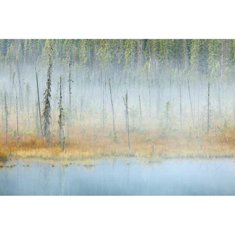 Canada, BC, Mt Robson PP Foggy pond and forest Black Modern Wood Framed Art Print by Paulson, Don