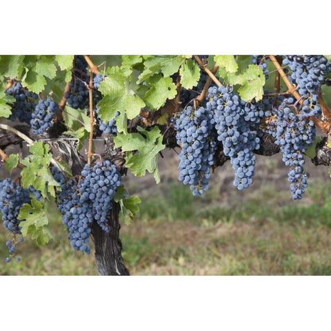 Canada, BC, Osoyoos Purple grapes in vineyards Black Modern Wood Framed Art Print by Paulson, Don