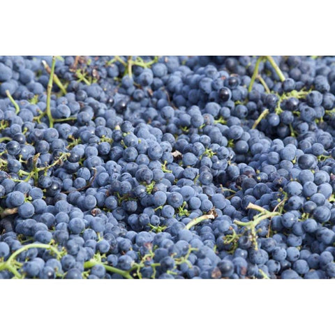 Canada, BC, Osoyoos Fresh purple grapes Black Modern Wood Framed Art Print by Paulson, Don