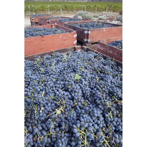 Canada, BC, Osoyoos Fresh picked purple grapes Black Modern Wood Framed Art Print by Paulson, Don