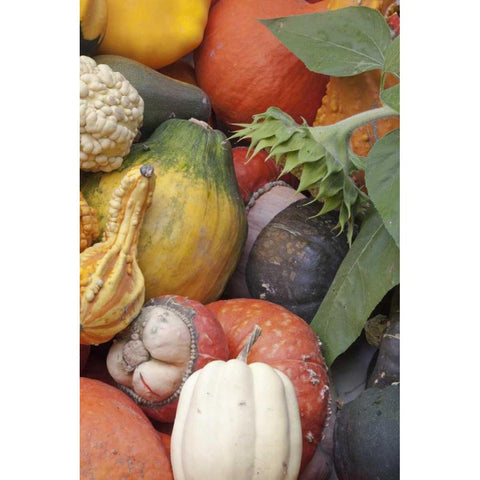 Canada, BC, Keremeos Winter squash White Modern Wood Framed Art Print by Paulson, Don