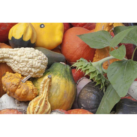 Canada, BC, Keremeos Winter squash Black Modern Wood Framed Art Print by Paulson, Don