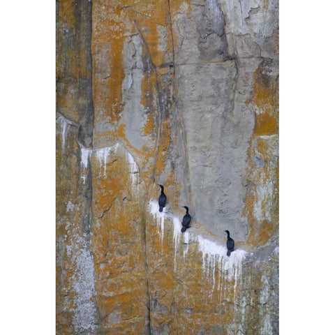 Canada, BC Double-crested cormorants Black Modern Wood Framed Art Print by Paulson, Don