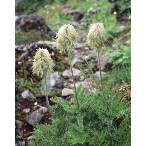 Canada, BC, Wildflowers in the Forest Black Modern Wood Framed Art Print by Talbot Frank, Christopher