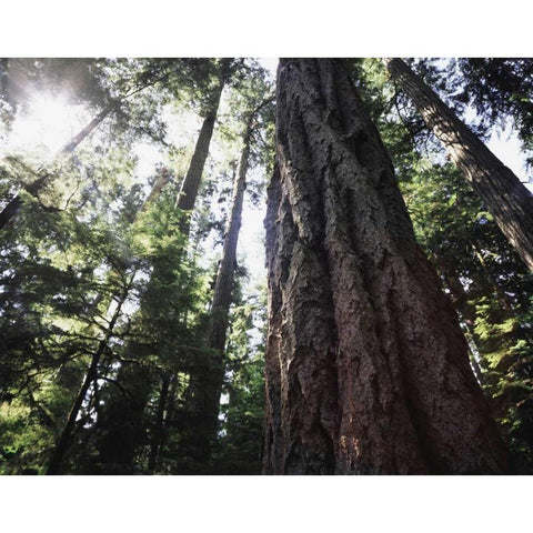 Canada, Vancouver This old-growth Douglas Fir Black Modern Wood Framed Art Print by Talbot Frank, Christopher