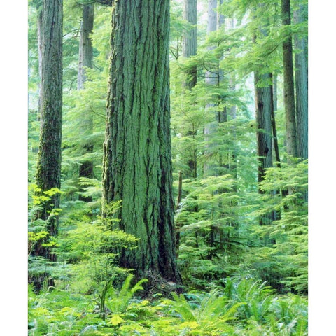 Canada, Vancouver Isl Old-growth Douglas Fir Gold Ornate Wood Framed Art Print with Double Matting by Talbot Frank, Christopher