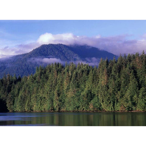 Canada, British Columbia, Coastal forest Black Modern Wood Framed Art Print by Grandmaison, Mike