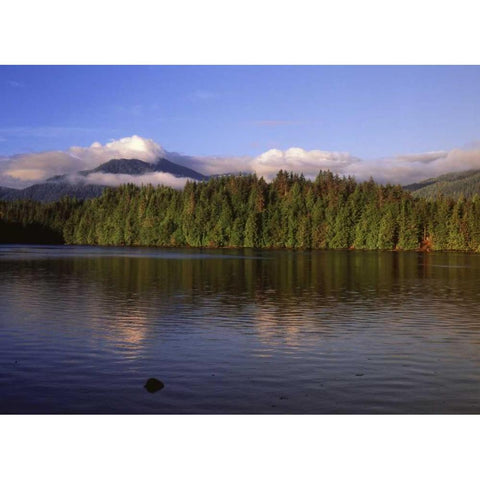 Canada, British Columbia, Coastal forest Black Modern Wood Framed Art Print by Grandmaison, Mike