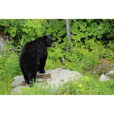 Canada, BC, Pemberton American black bear Black Modern Wood Framed Art Print with Double Matting by Grandmaison, Mike